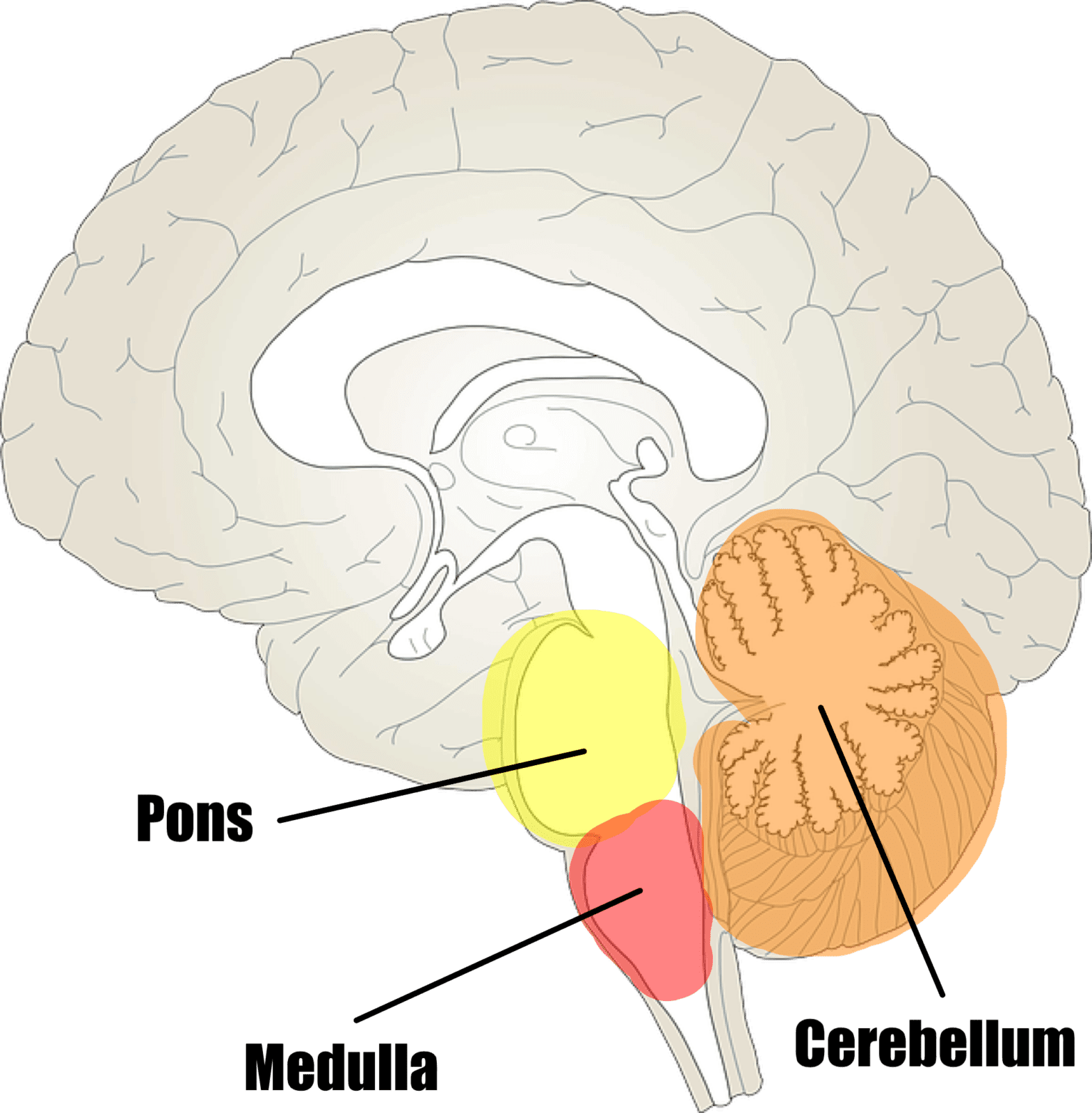 how the brain works book