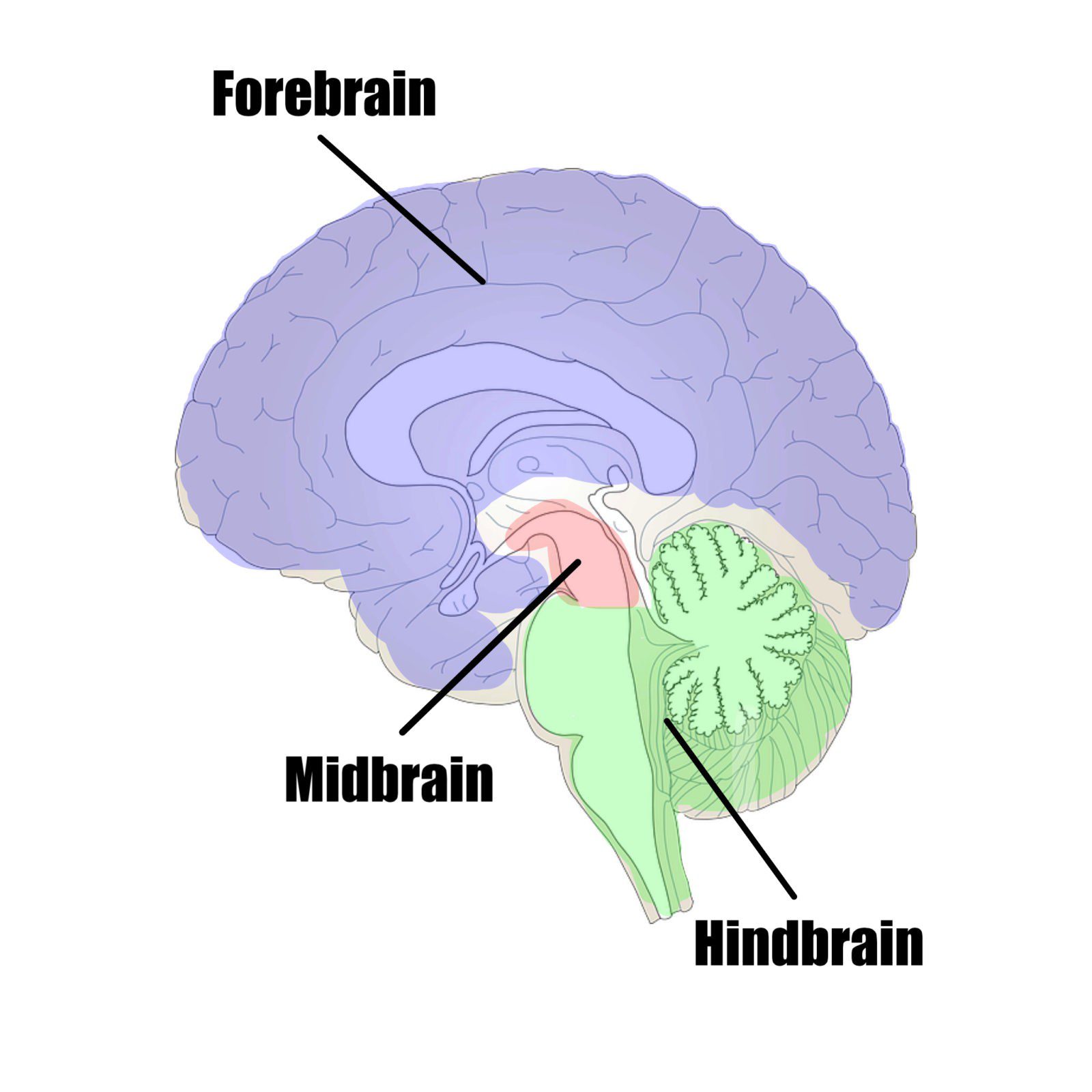parts of the brain quiz