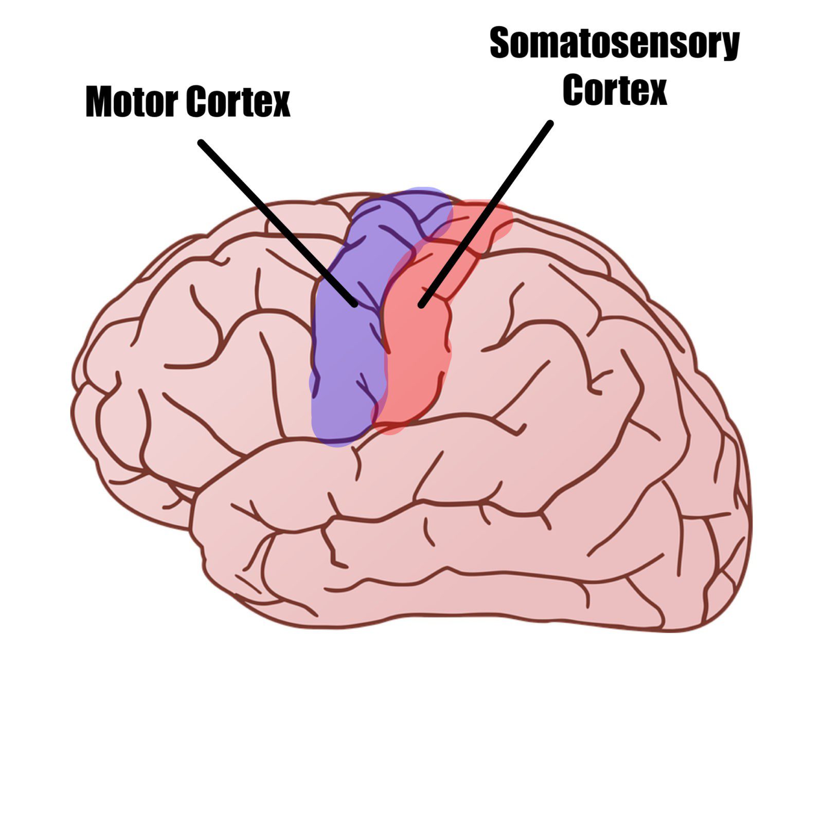 how does the motor cortex work