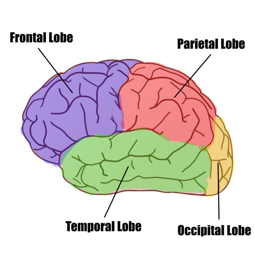 4 Critical Parts Of Your Brain You Must Know & Why - TIAAY