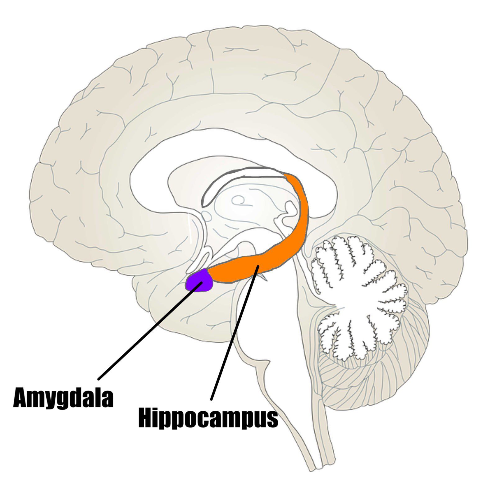 how does the amygdala work